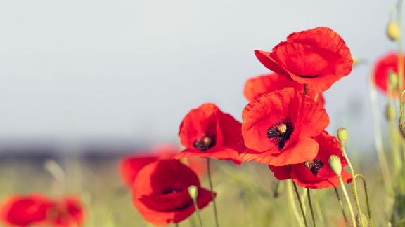 A field of poppies